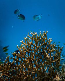 Blue planet: How oceans are key to our survival on earth